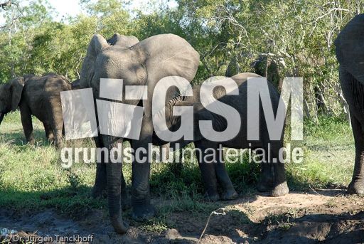 Afrikanischer Elefant (50 von 131).jpg